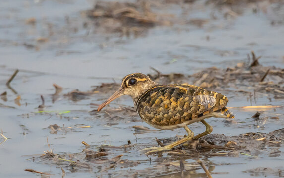 Greater Painted-Snipe (Rostratula benghalensis) Foraging in Muddy Field in Pathum Thani, Thailand