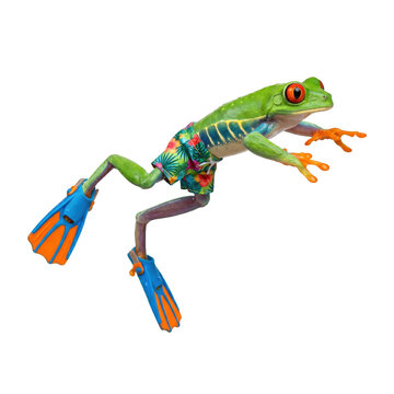 Funny red eyed tree frog wearing swim trunks and flippers jumping isolated on transparent background.