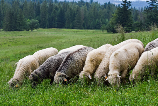 Flock of sheep grazing in the countryside near Zakopane in the Tatra Mountains, Poland