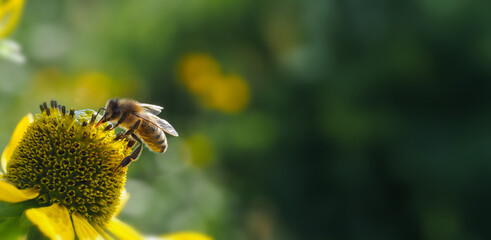 Macro photo of a honey bee collecting nectar on a yellow coneflower in a summer garden. Natural pollination, vibrant flower, soft green bokeh and authentic wildlife in sunlight. © Vera Kuttelvaserova