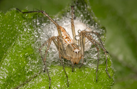Java lynx spider Other names used include the wild cat spider, hexagon-eyed spider, or Javan hexagon-eyed spider.