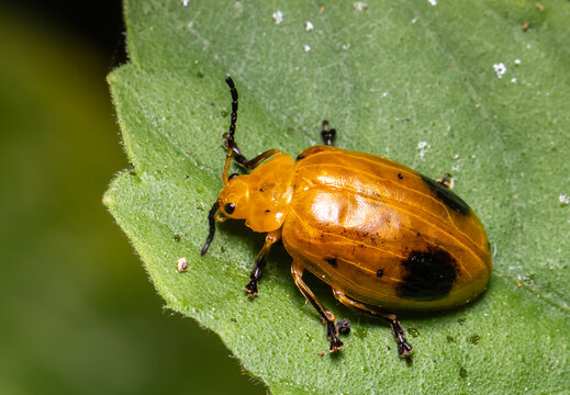 Two-spotted ladybug Aulacophora femoralis It has distinctive features such as yellow or orange-yellow wings and two black spots on the wings.