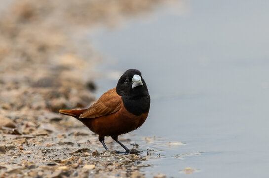 Chestnut Munia The beak is greyish-blue, the head and chest are black, contrasting with the reddish-brown body feathers. The middle of the belly and the rump are dark brown, almost black.