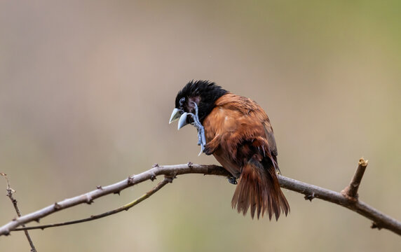 Chestnut Munia The beak is greyish-blue, the head and chest are black, contrasting with the reddish-brown body feathers. The middle of the belly and the rump are dark brown, almost black.