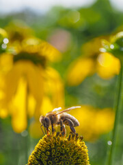Macro photo of a honey bee collecting nectar on a yellow coneflower in a summer garden. Natural pollination, vibrant flower, soft green bokeh and authentic wildlife in sunlight. © Vera Kuttelvaserova
