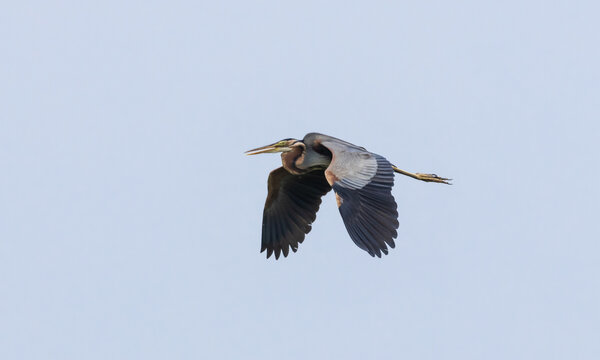 A side view photograph of a majestic Purple Heron (Ardea purpurea) in flight against a clear pale blue sky, taken at the Pathum Thani Rice Research Center in Thailand.