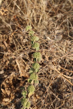 White Horehound, Marrubium vulgare, Lamiaceae