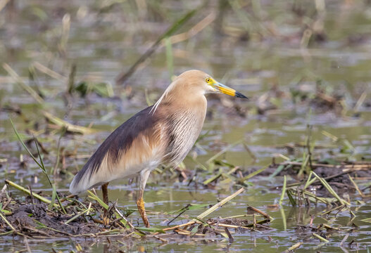 Indian Pond Heron standing in a rice field, Pathum Thani Rice Research Center, Thailand.