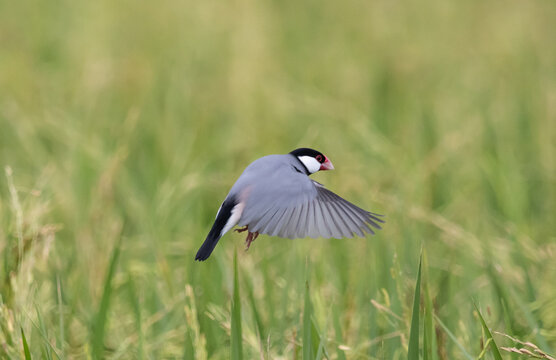 Java sparrow They live in rice fields and usually live in flocks. They were originally native to Java and Bali. They were later introduced to Thailand to be raised as ornamental birds.