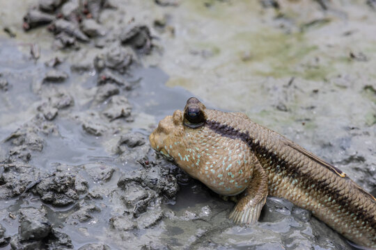 Mudskipper emerging from muddy water in mangrove forest, Chonburi, Thailand