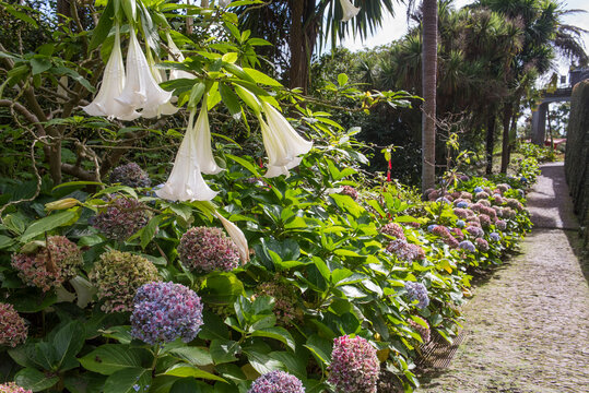 Hortensia and Angels trumpet bloom in the tropical garden of Monte Palace Madeira in Portugal