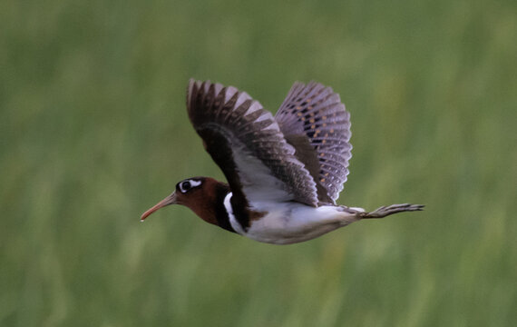 Painted Snipe in Flight over Rice Fields, Pathum Thani Rice Research Center, Thailand
