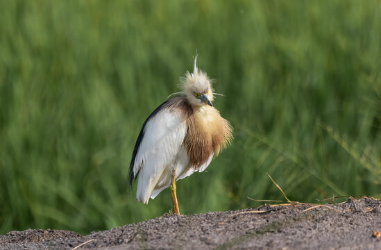 Javan pond heron (Ardeola speciosa) in breeding plumage preening its feathers on the ridge of a lush green rice field in Pathum Thani, Thailand.