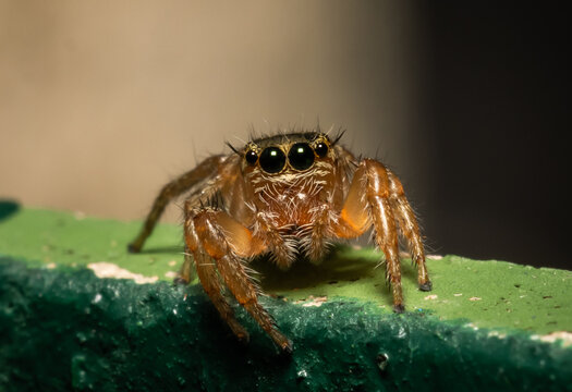Jumping spider which comes from its distinctive feature of being able to jump far to hunt prey.