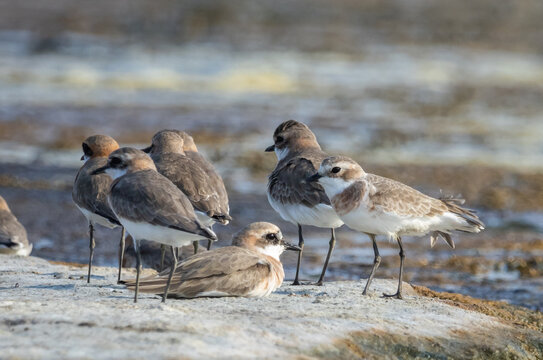 A beautiful lesser sand plover standing on the wet sand near the water during breeding season.
