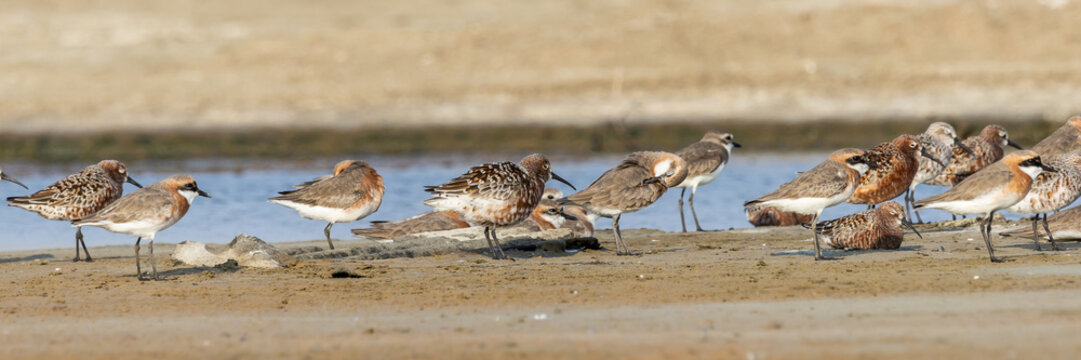Breeding Plumage Beauty Curlew Sandpiper and Sand Plover in Golden Light.
