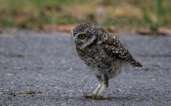 Spotted owlet (Athene brama) It is a type of bird of prey such as an owl. that can be found in Thailand
