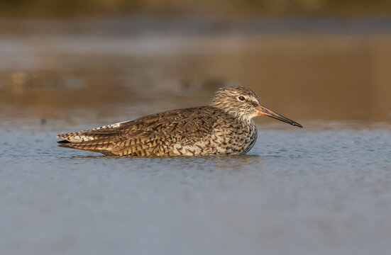 Common Redshank Wading in Golden Light.