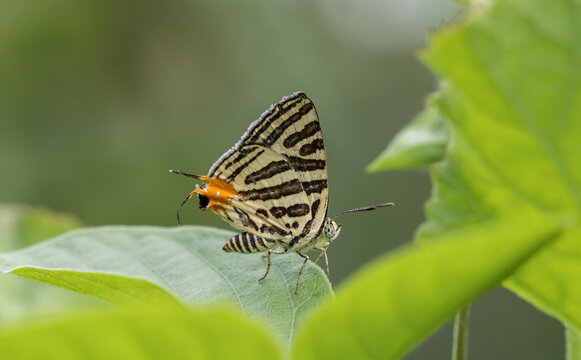 Club Silverline (Spindasis syama) Silver striped butterfly It is a butterfly in the blue butterfly family. It is small, when viewed on the flower, about the size of a thumb nail.