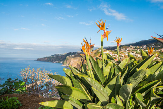 Beautiful Strelitzia flowers grow along the south coast of Madeira near the ocean
