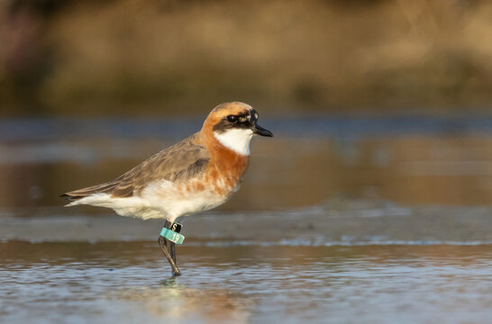 A beautiful lesser sand plover standing on the wet sand near the water during breeding season.