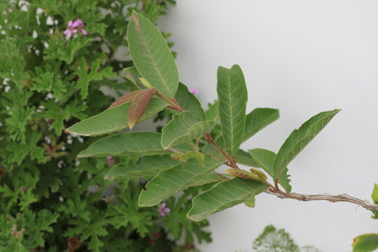 Apple Guava, Yellow Guava, Psidium guajava, Myrtaceae