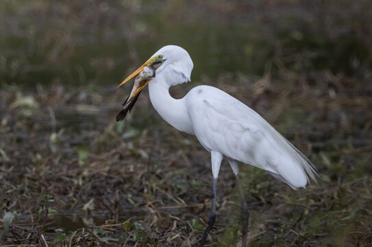 Great egret Standing in a rice field, catching snakehead fish to eat.