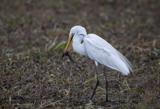 Great egret Standing in a rice field, catching snakehead fish to eat.