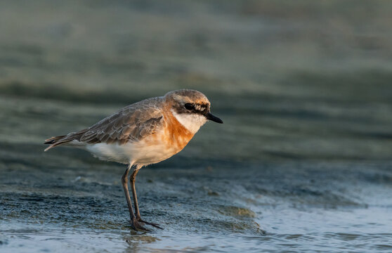 A beautiful lesser sand plover standing on the wet sand near the water during breeding season.
