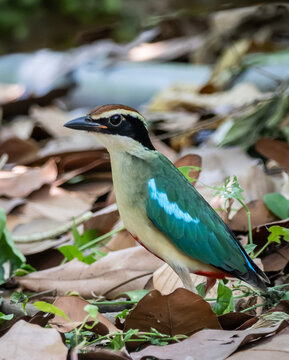 Fairy Pitta (Pitta nympha) foraging on dry leaf litter in its natural forest habitat.