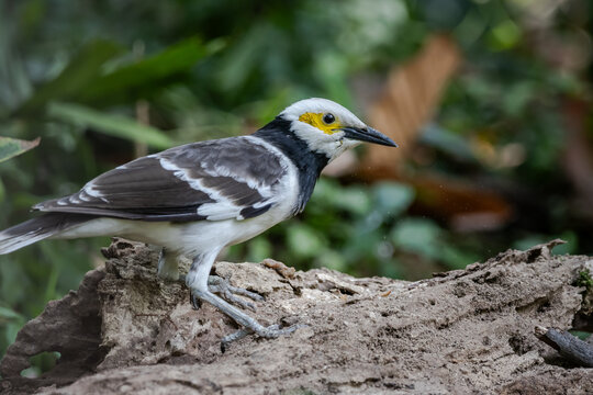 Black-collared Starling (Gracupica nigricollis) perching on a weathered log.