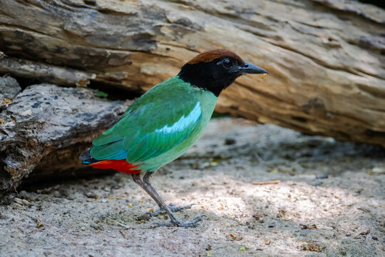 Hooded Pitta showing beautiful plumage on a branch.