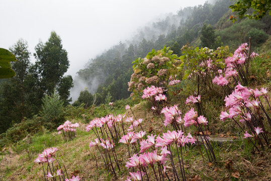 Bright pink Amaryllis belladonna flowers along PR 6.6 trail on Madeira Island in Portugal&rsquo;s natural landscape