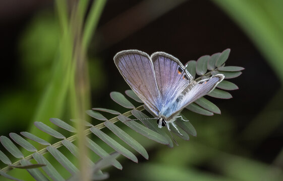 The Peablue Lampides boeticus  (Linnaeus,1767) on the green leaf macro shot.