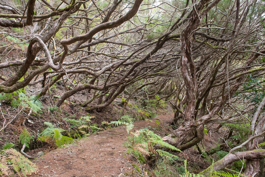 Hiking trail PR 6.4 connects Pico Gordo and Casa do Rabacal through arborescent heath and ferns in Madeira, Portugal