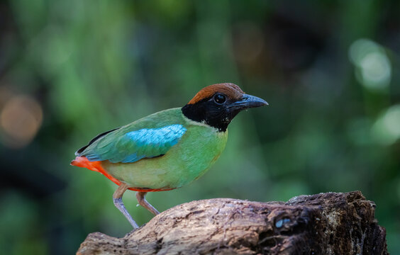 Close-up of a colorful Hooded Pitta bird perching on a log in the wild jungle of Asia.