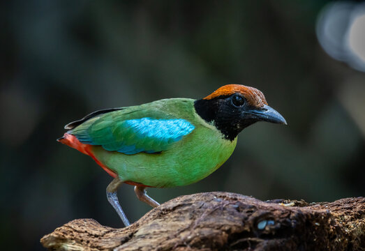 Close-up of a colorful Hooded Pitta bird perching on a log in the wild jungle of Asia.
