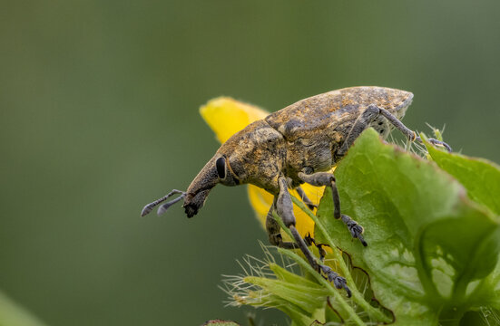 Green Weevil It is a macro photography.