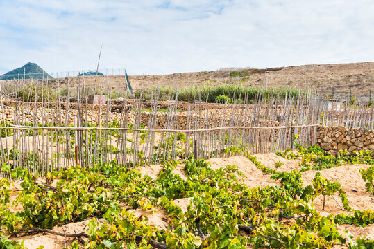 Vineyard in Porto Santo Island shows local farming practices and grape cultivation in Portugal's unique landscape