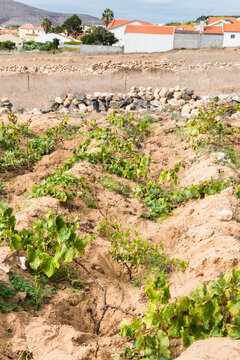 Vineyard growing in Porto Santo Island showing rows of grape plants and surrounding landscape