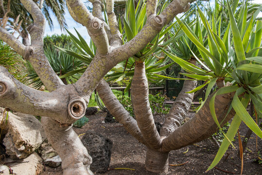 Explore the Canary Islands dragon tree at Quinta das Palmeiras on Porto Santo Island in Portugal