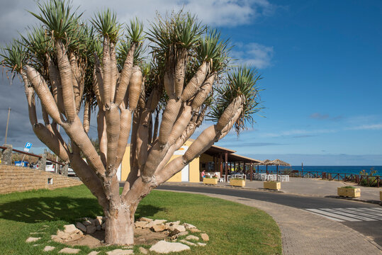 Dragon tree stands at Calheta beach on Porto Santo Island in Portugal's northeast region by the North Atlantic Ocean