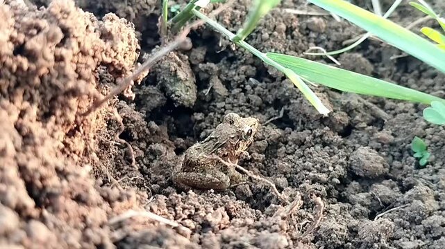 Close up eye level shot of a small camouflaged frog breathing subtly on rough organic soil ground with a green grass blade.