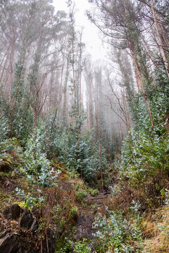 Eucalyptus trees grow in mist after fire in Madeira Island forest
