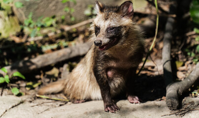 Close-up of a little animal, raccoon dog, in a crouching position © Yf