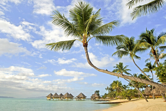 Palm trees sway by the beach as huts sit over the water in Bora Bora during a sunny day in the South Pacific