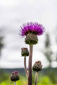 Violette Distel freigestellt vor weissem Himmel