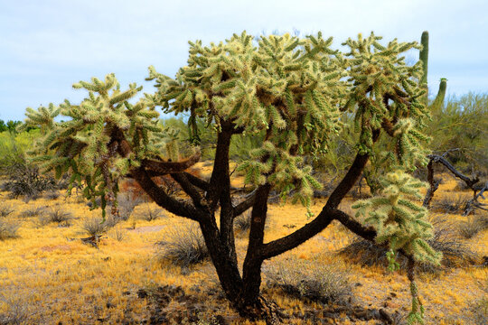 Cholla cactus, Sonora Desert, Mid Winter