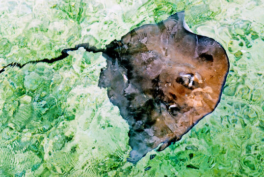 Stingray swims over sandy bottom in clear waters of Raiatea island in French Polynesia