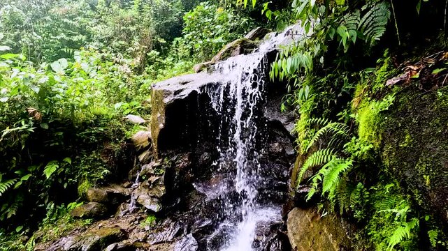 Small Waterfall Cascading Over Mossy Rocks in Ecuador Cloud Forest, Lush Ferns, Freshwater Stream and Tropical Jungle Nature Scene